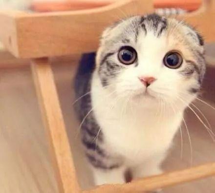 娱乐吃瓜君折耳猫视频,萌态百出，笑料连连